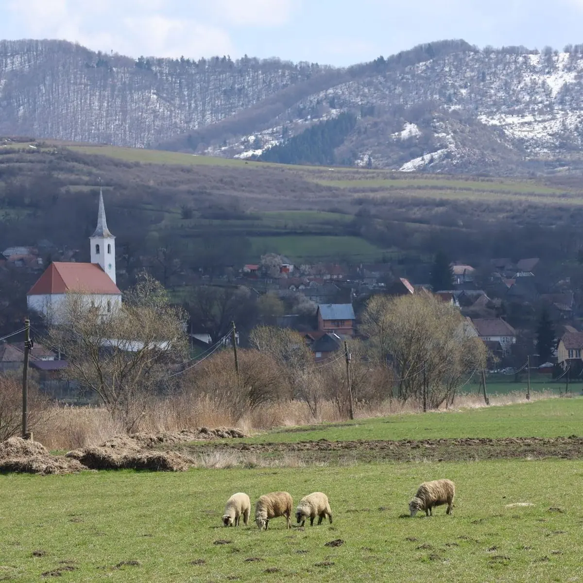 Oi pe pășune în fața unui sat cu biserică, sub dealuri cu zăpadă